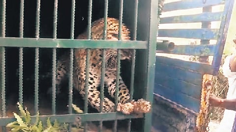 The officials informed that the leopard will now be kept in SV Zoo Park in Tirupati permanently. 