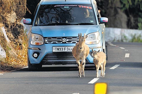 The movement of wild animals such as Nilgiri Tahr, Nilgiri Langur, Nilgiri lion-tailed macaques and bonnet macaques along with their young ones has increased on the Pollachi-Valparai state highway.