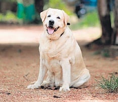 Case diary: Police dog Jerry cracks cat-and-mouse case in a jiffy