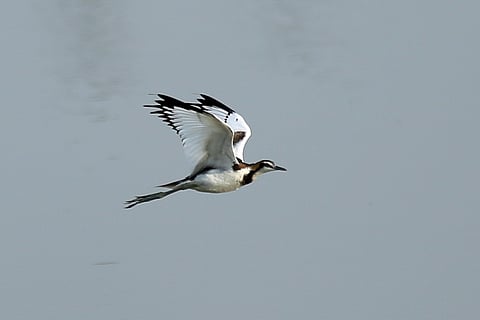 Pheasant-tailed Jacana