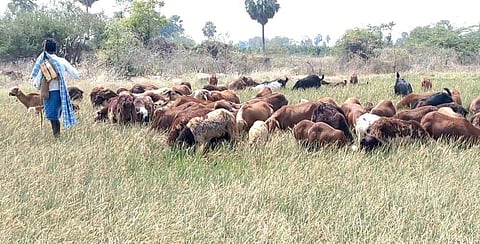 Goats graze on withered crop in Erragudem village of Nidamanoor mandal