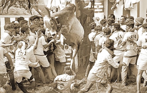 After a movement spearheaded by people that made headlines across the globe, the ban against jallikattu was revoked in 2017 and the traditional sport was celebrated with great fanfare across TN 