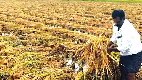 As per the Minimum Support Price (MSP), the price of a metric tonne of paddy is Rs 20,600.