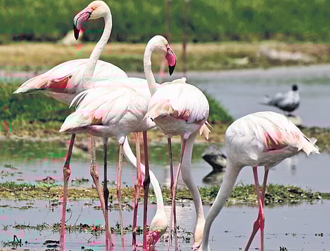 A wetland haven in the making