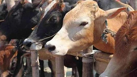 Animal cruelty shock in Uttara Kannada: Pregnant cow mutilated and stolen for meat