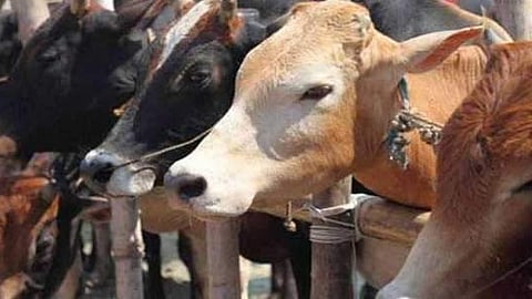 The guidelines, mentioned in the order, stated transporters shall ensure adequate space for the animals to stand, lie down and turn around.