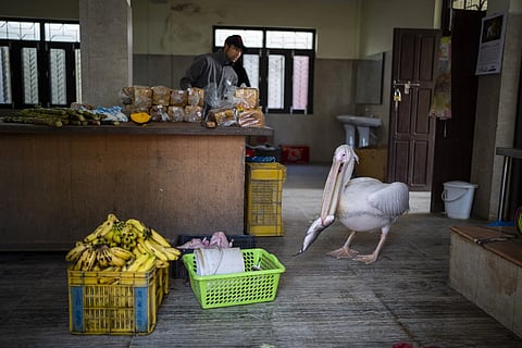 A pelican picks fish from a basket at the animal kitchen in Nepal's Central Zoo in Lalitpur, Nepal, Feb 23, 2024.