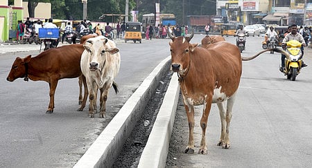 According to the police, a speeding van belonging to a private company rammed into two cows that suddenly crossed the road.  