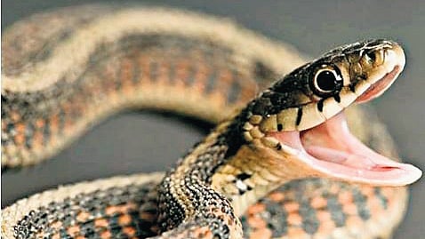 According to Dr Yogesh Jain, a leading public health physician, who is also one of the authors of the report, India is still failing to prevent needless snakebite deaths.