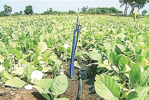 Better yield kindles hope in Prakasm tobacco ryots