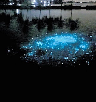 Snapshots of ‘kavaru’ or bioluminescence in Kumbalangi  