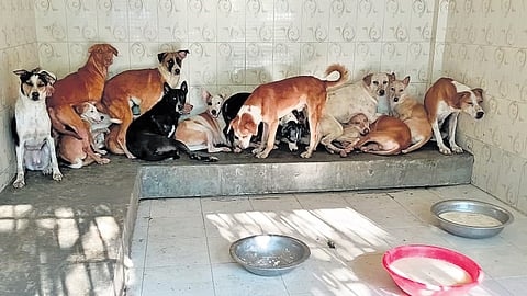 The dogs were seized from Velachery following the High Court order. The animals were later sent to various corporation centres across the city.