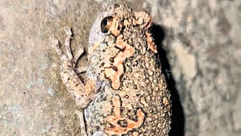 Hope springs anew as painted globular frog sighted in Mancherial