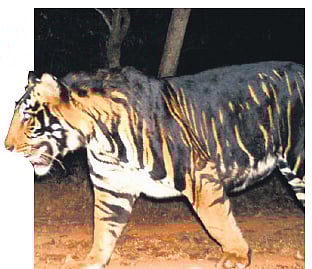As per reports, the first confirmed record of the pseudo-melanistic tigers from Similipal was in 1993.
