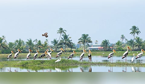 Painted storksheck out