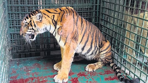 The tiger has been kept in a specially arranged quarantine cage and will be moved to a normal cage after the quarantine period. 