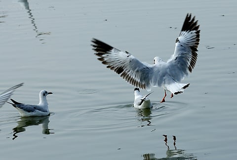 Brown-headed Gull 