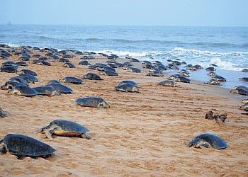 File photo of Olive Ridley turtles at Gahirmatha marine sanctuary