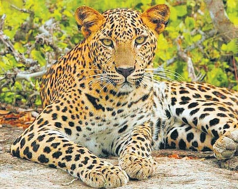 Raipur Diary | Worrying decline of leopards’ population