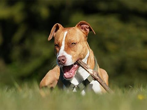 The owner of a Pitbull has been arrested by the Punjab Police for allegedly using the dog, to illegally hunt porcupines, a protected animal species. 