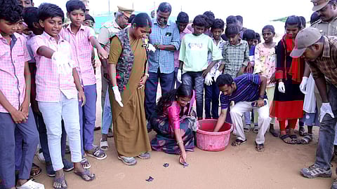 Turtles from already hatched eggs are being released into the Gulf of Mannar by forest officials.