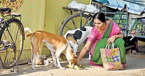 Narmadha prepares food everyday and when she is out at sharp 7.30 am, her canine friends gather around to relish it 