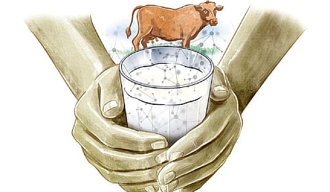 he Thiruvananthapuram Regional Co-operative Milk Producers’ Union (TRCMPU) of Milma is set to roll out its latest offering, ‘Milma Cow Milk’, in a one-litre bottle format from Tuesday.