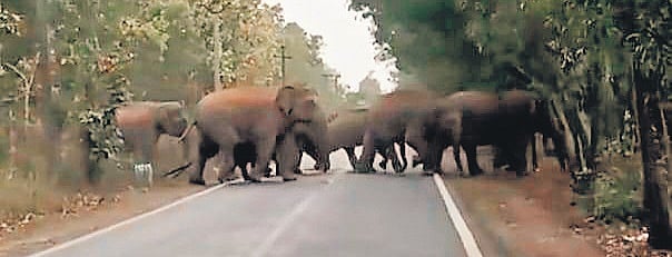 Jharkhand elephant attack claims another life in Ramgarh; toll crosses 1,270 in 18 years