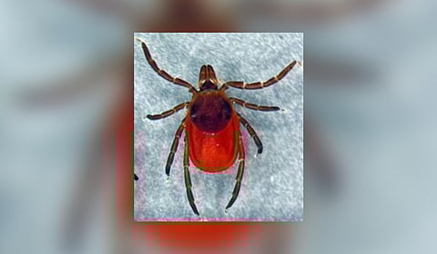 A black-legged tick