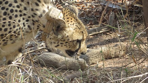Cheetah 'Gamini' gave birth to six cubs at the Kuno National Park in Madhya Pradesh