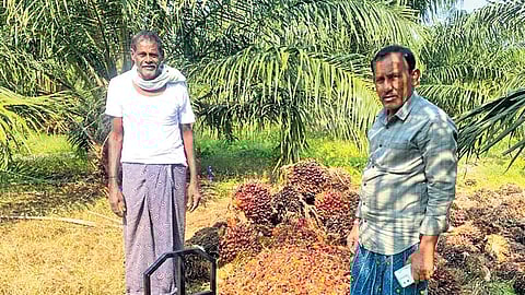Farmers are now seeing companies offering Rs 26,000 per tonne of harvest.