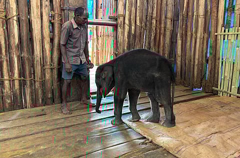 The two-month-old female elephant calf was brought to Theppakadu elephant camp.