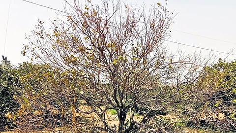 A dried-up sweet lime tree in Kesineni Gudem of Peddavoora mandal
