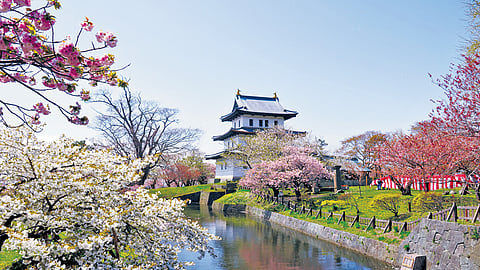 Sakura in Matsumae