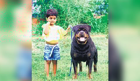 The popularity of these dogs has also seen a mushrooming of illegal breeding houses.