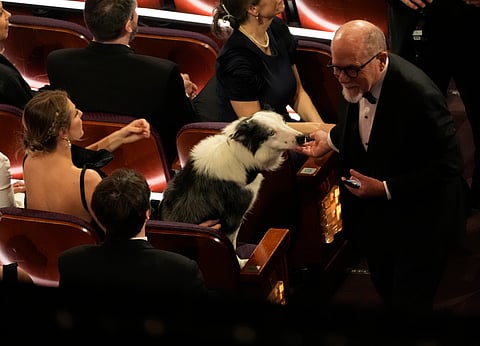 Messi the dog from the film "Anatomy of a Fall" appears in the audience during the Oscars on Sunday, March 10, 2024, at the Dolby Theatre in Los Angeles. 