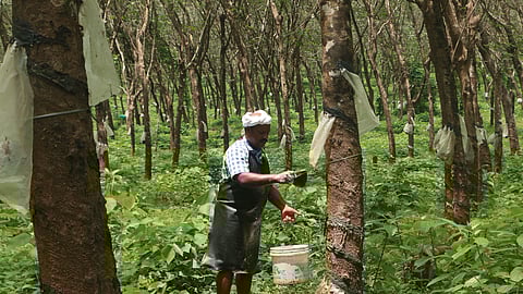 Rubber plantation in India.