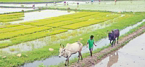 Farmlands: Cultivating the past, embracing the future