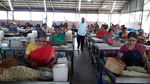 Workers at a cashew processing unit