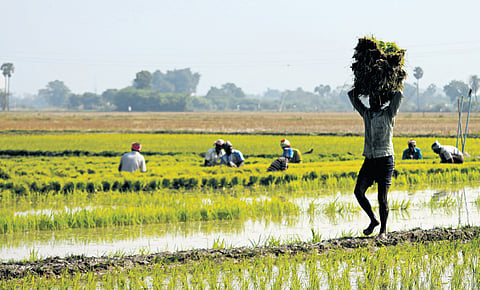 Farmers ploughing with the help of oxen in a vast farm land at Thiruvallur in Chennai