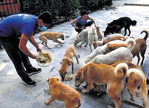 The senior official said the plan was sent for approval to GBA Chief Commissioner Maheshwar Rao, who, in turn, said the decision now has to be taken by the five corporation commissioners.