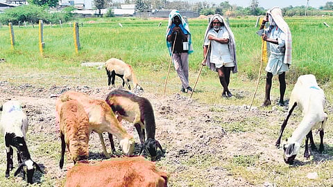Agriculture workers are seen looking after their goats on a hot sunny day in Karimnagar 