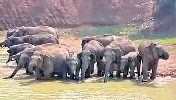 A herd near a pond in Gaon Amarda