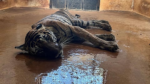 The body of Tiger T86 was recovered from a field in Uliana village of Rajasthan's Sawai Madhopur district and examined by a medical board on Monday.