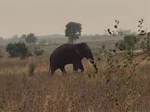 Wild elephant tramples tribal man to death in Kerala's Nilambur