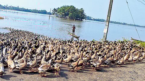 Farmers tend to a flock of ducks in Kuttanad, a major farming hub in the constituency 