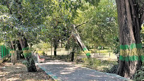 My Ladies Park in Periyamet