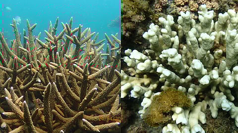 Heat stress: Gulf of Mannar coral reefs began to bleach, TN undertaking rapid assessment