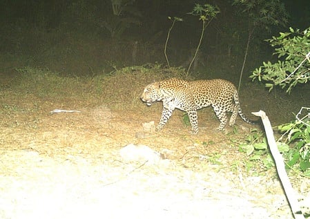 CCTV cameras capture leopard near Electronic City 