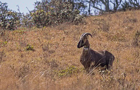 The radio-collared Nilgiri tahr (Photo | Special arrangement)